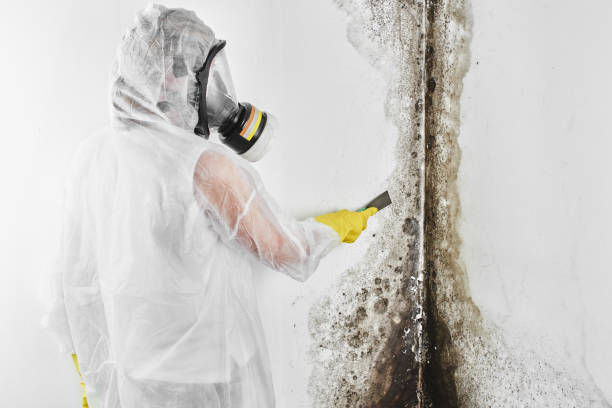 Best Local Mold Removal Service  in Jean Fitte, LA