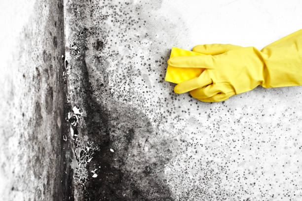 Best Mold Damage Repair  in Jean Fitte, LA
