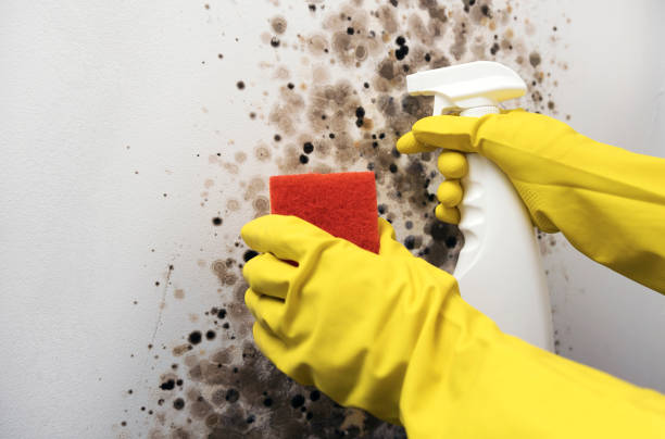 Crawl Space Mold Removal in Jean Lafitte, LA