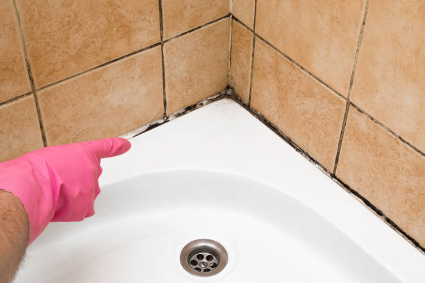 Professional Mold Removal in Jean Lafitte, LA