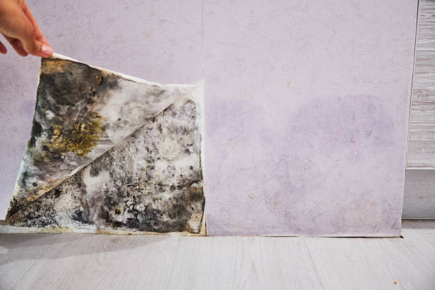 Best Professional Mold Removal  in Jean Fitte, LA